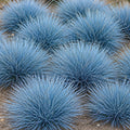 Premium Mega 6 Festuca Punnet