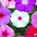 Vinca Mixed Punnet