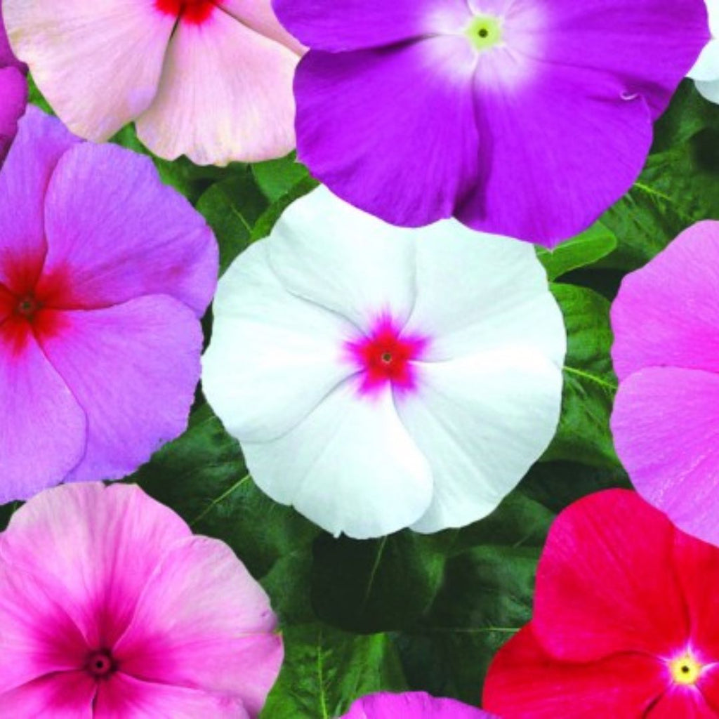 Vinca Mixed Punnet