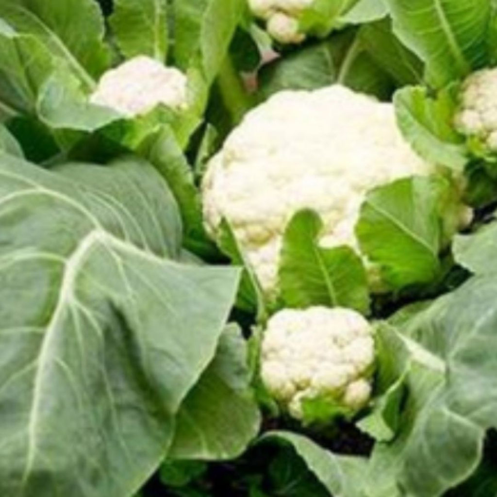 Cauliflower Multi Head 100mm