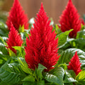 Celosia Kimono Punnet