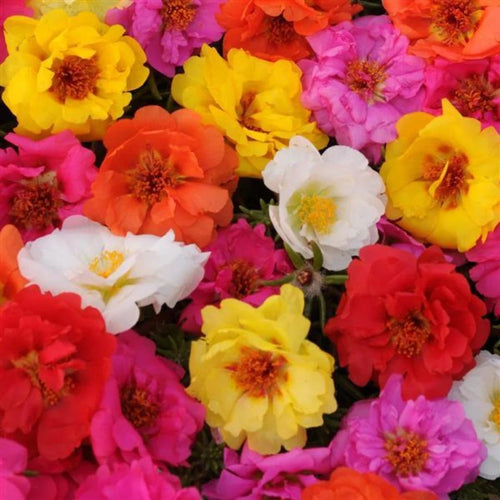 10 Pack Portulaca Happy Trails Mix Punnet
