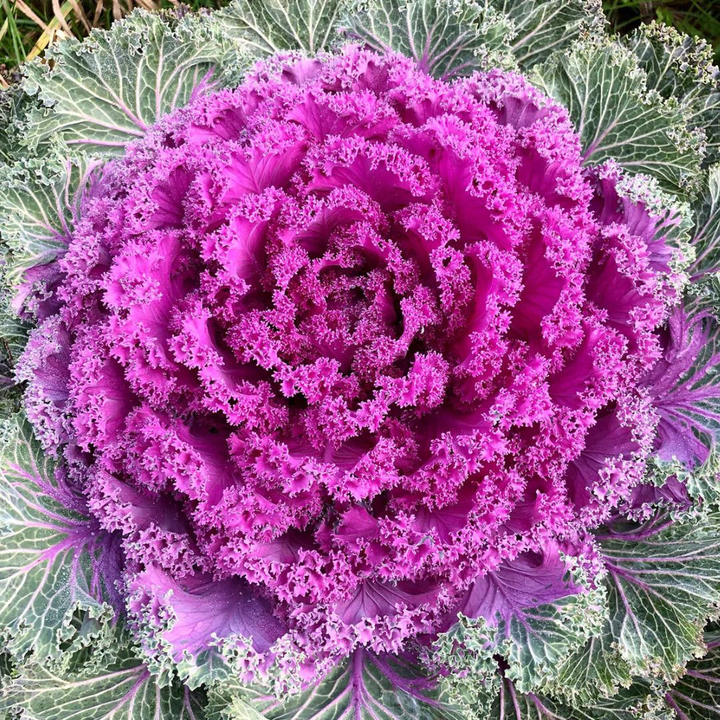 Kale Rainbow Candy Crush 100mm