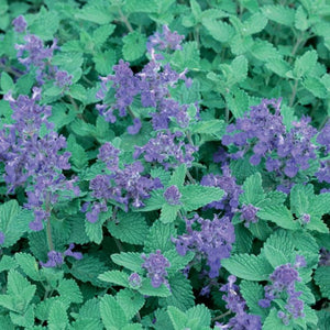 Catnip 100mm 