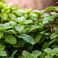 Mint Spearmint 100mm