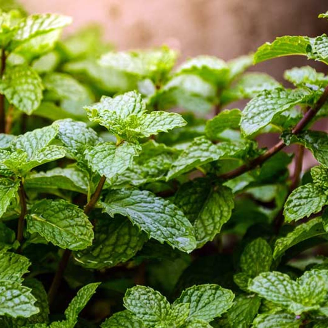 Mint Spearmint 100mm