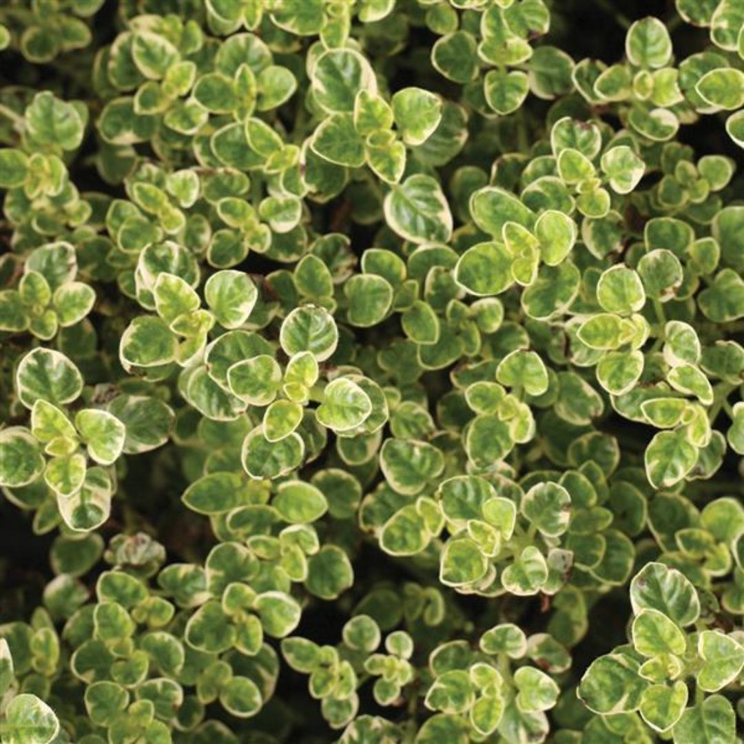 Oregano Variegated 100mm