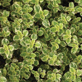 Oregano Variegated 100mm