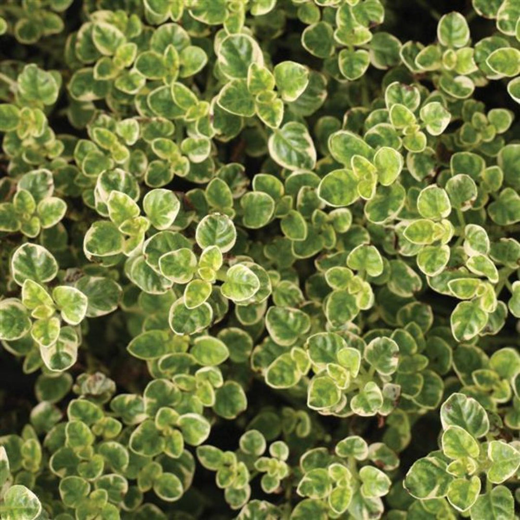 Oregano Variegated 100mm