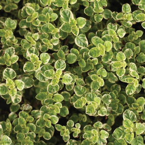 Oregano Variegated 100mm