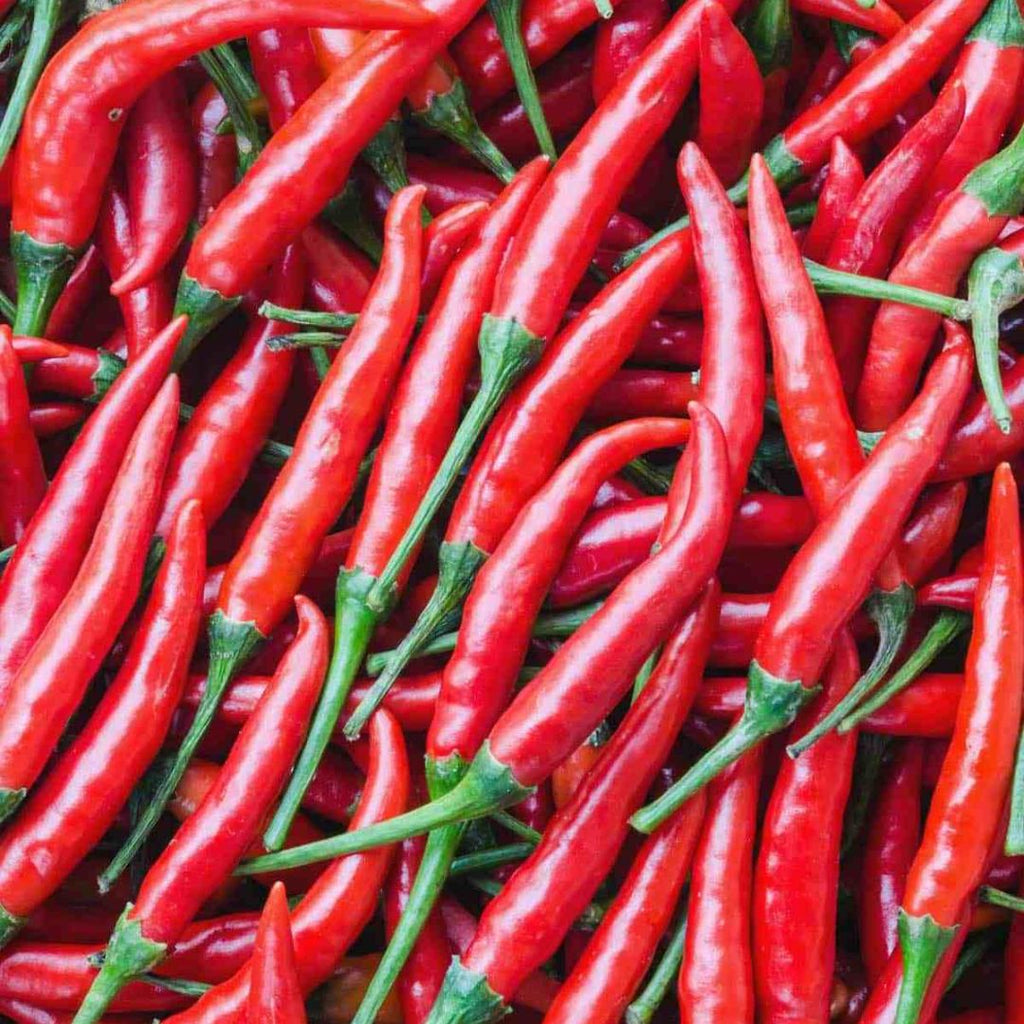 Chilli Red Hot 100mm