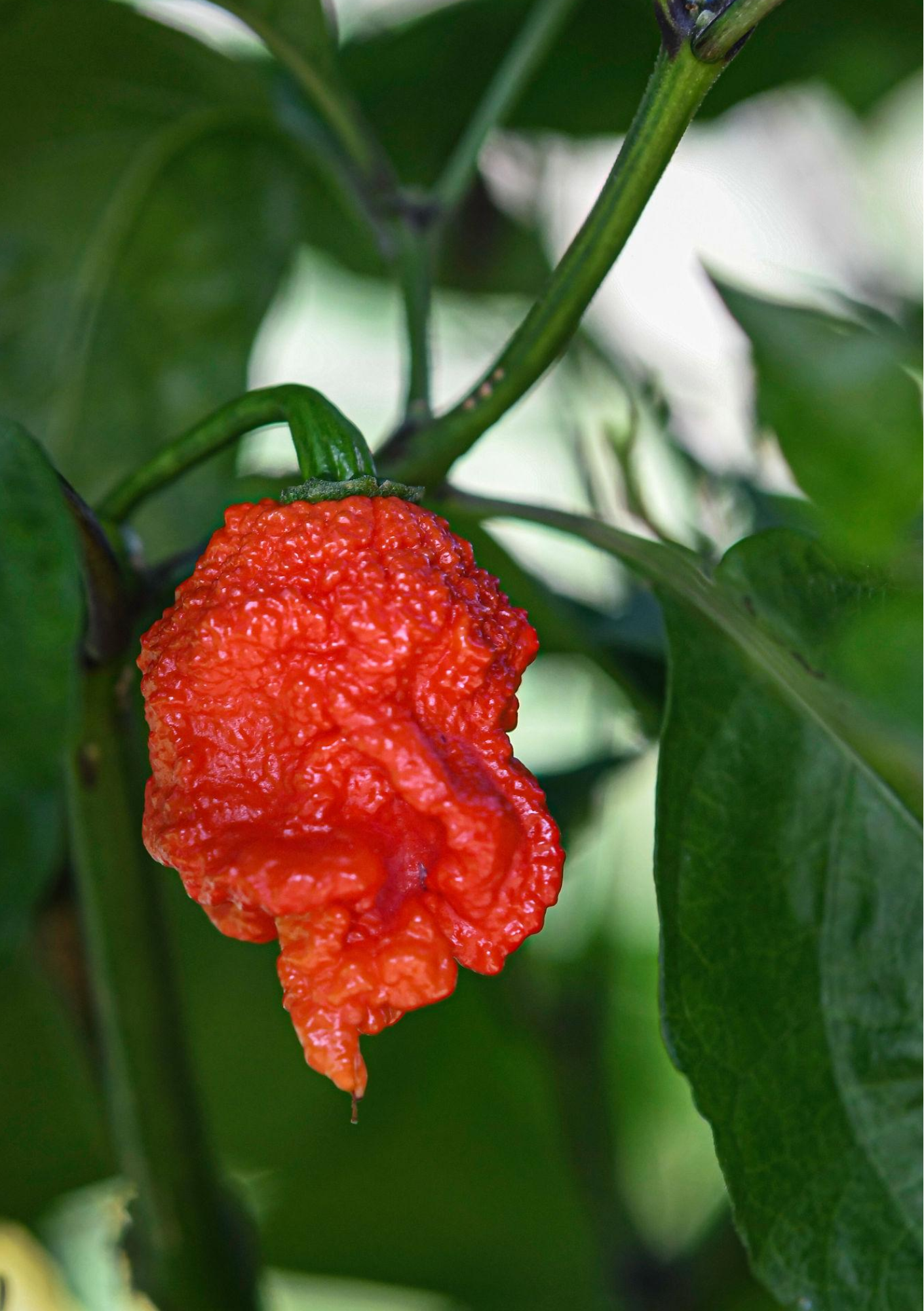 Chilli Carolina Reaper 100mm