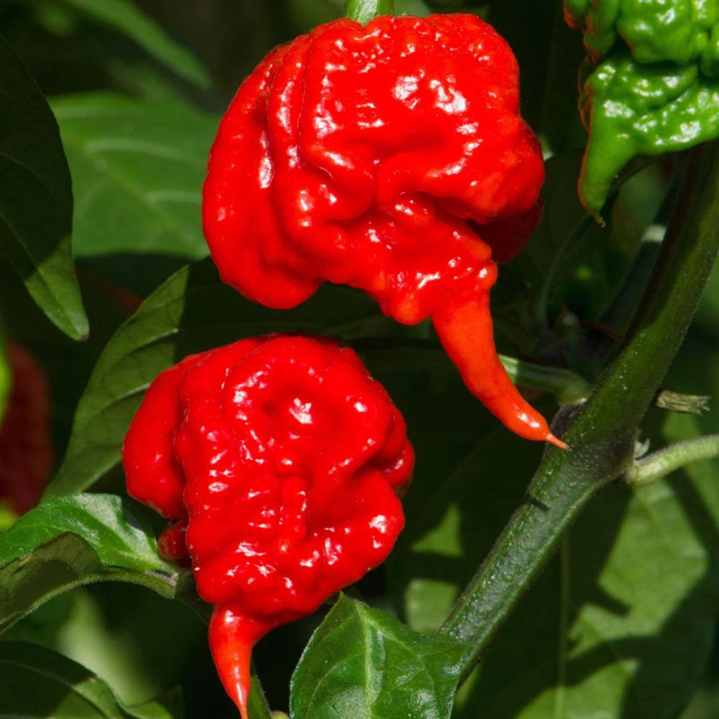 Chilli Carolina Reaper 100mm