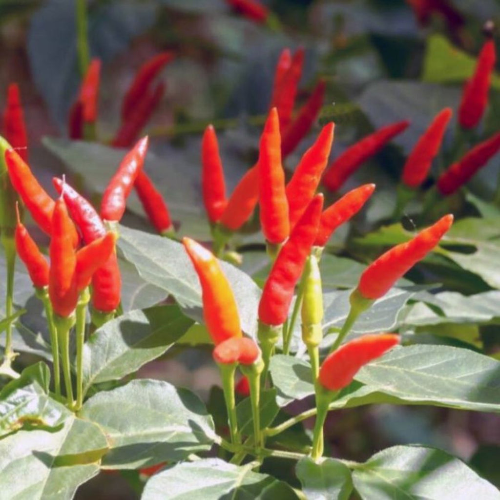 Chilli Thai 100mm 