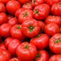 Tomato Apollo 100mm 