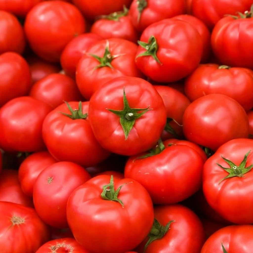Tomato Apollo 100mm 