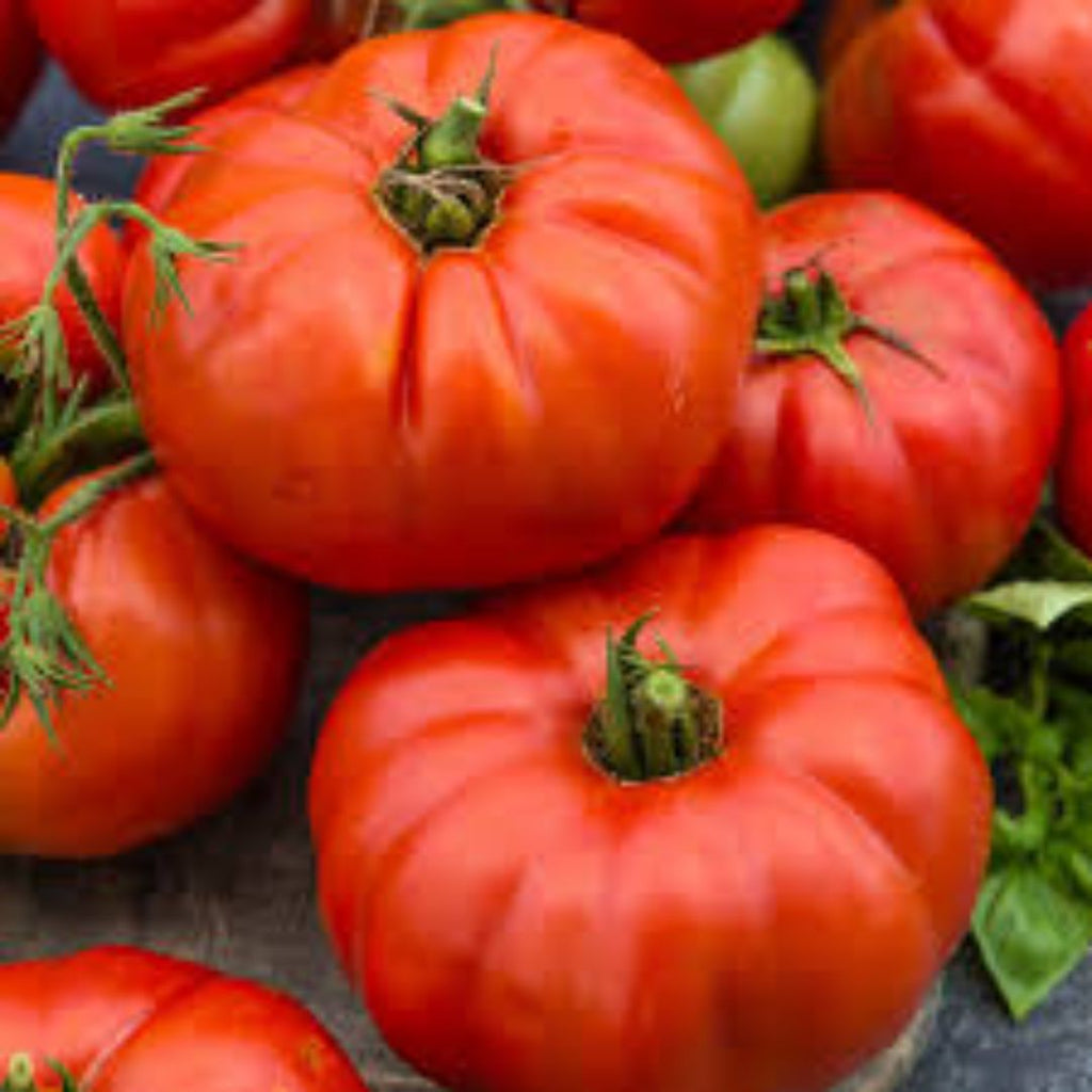 Tomato Beef Steak 100mm