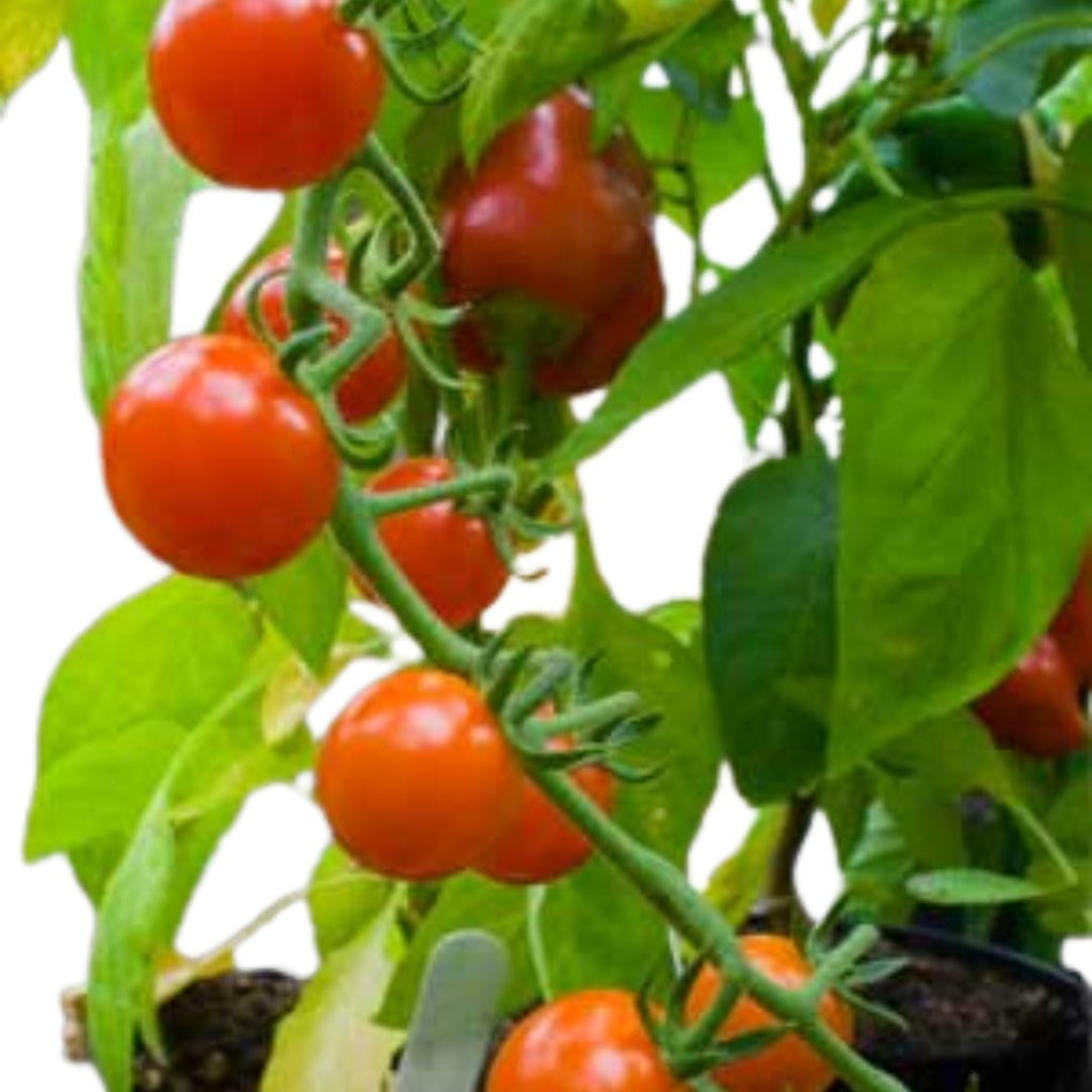 Tomato Cherry 100mm 
