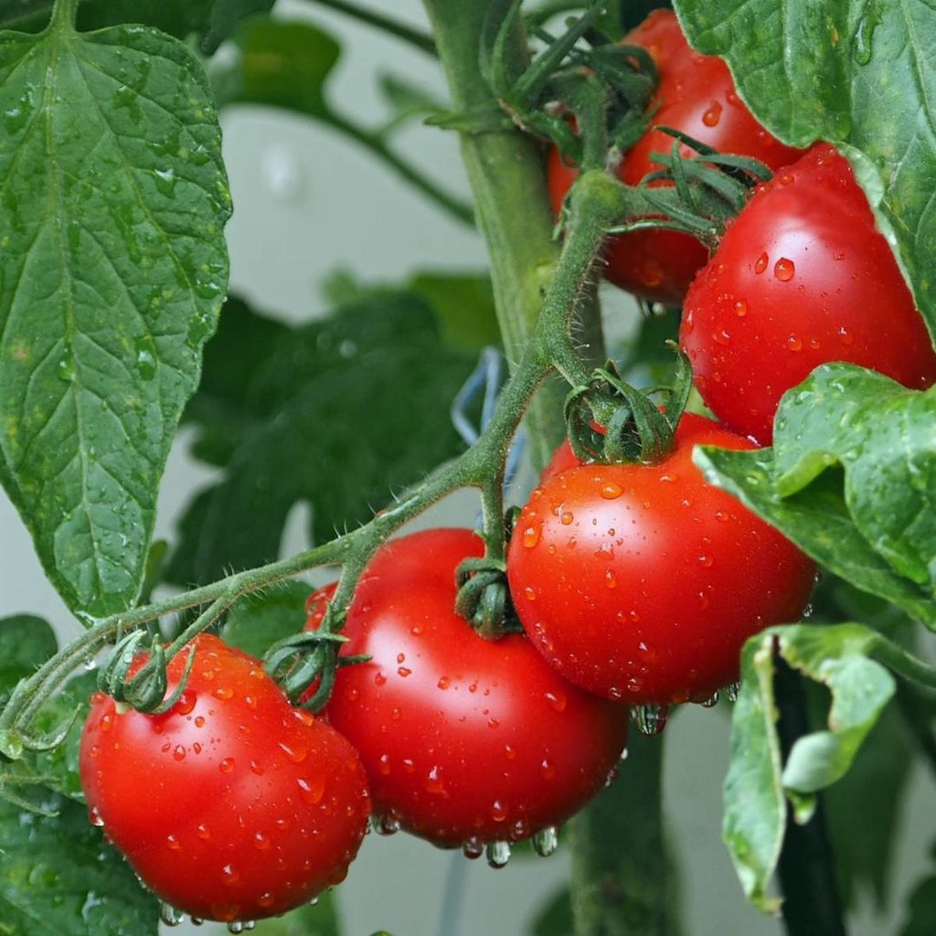 Tomato Grosse Lisse 100mm 