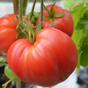 Tomato Oxheart 100mm 