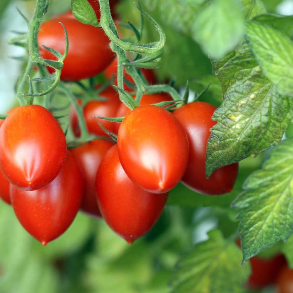 Tomato Roma 100mm 