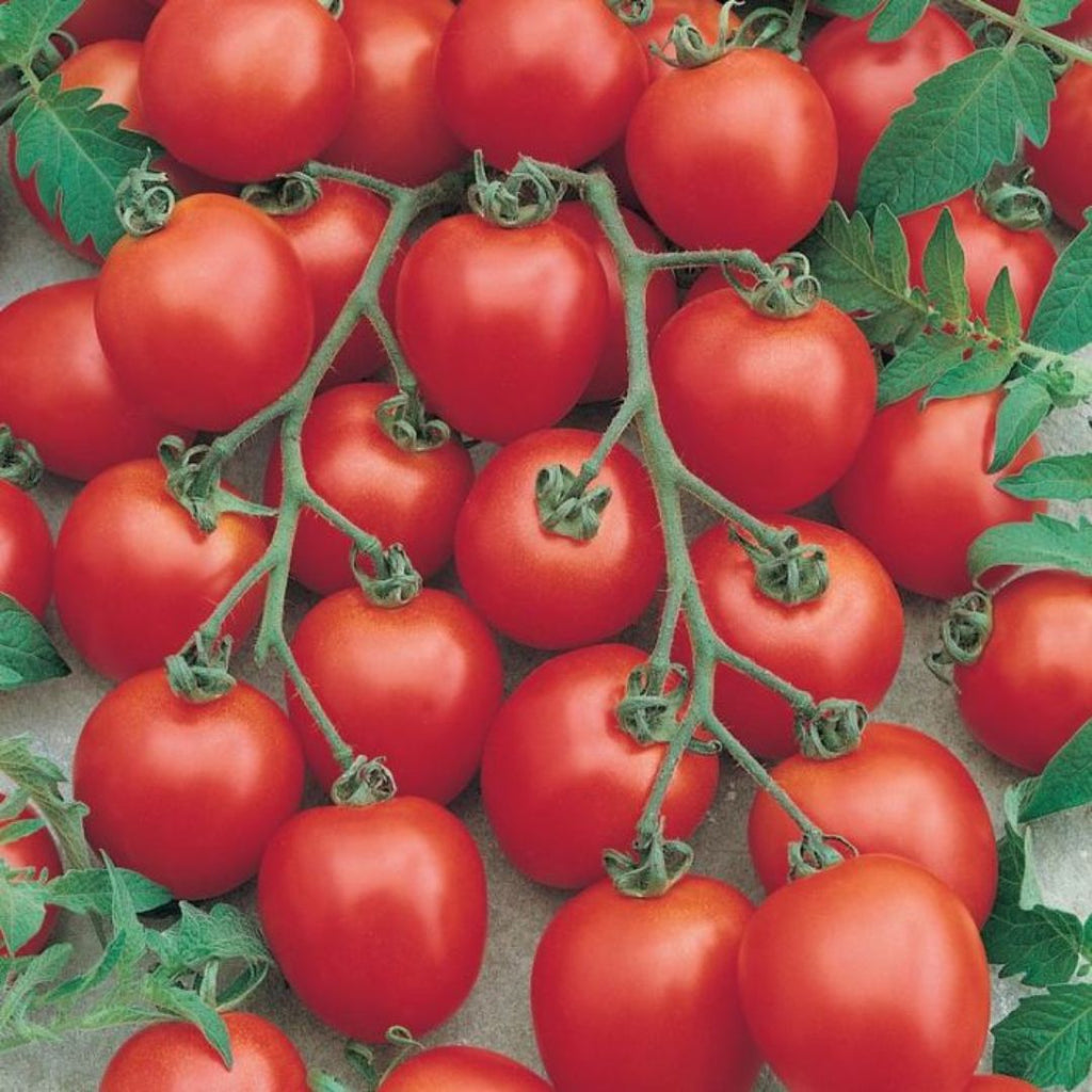 Tomato Sweetbite 100mm 