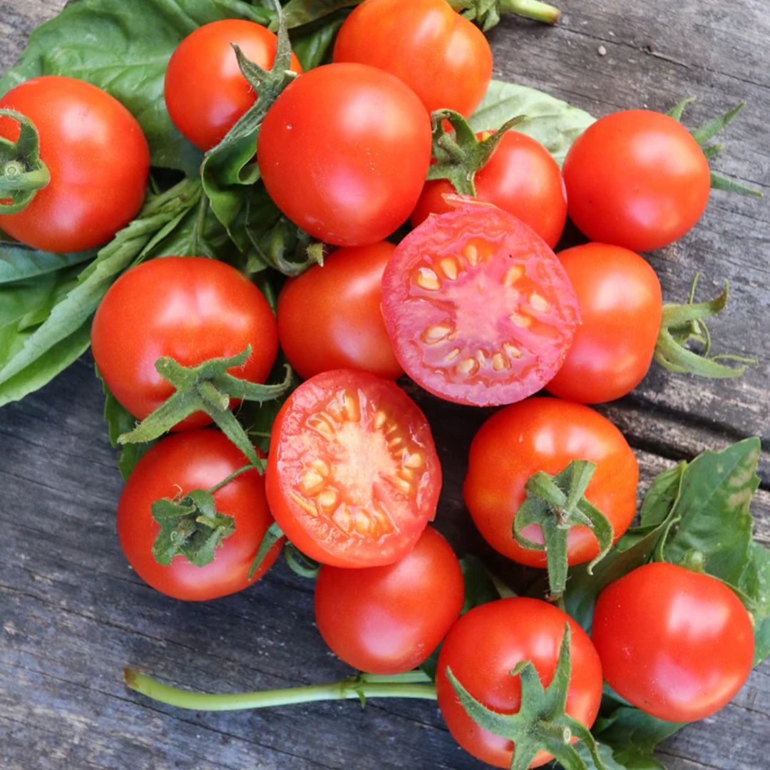 Tomato Tommy Toe 100mm