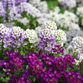 10 Pack Alyssum Mega Punnet
