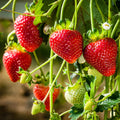 Strawberry Handstand Mega 116mm