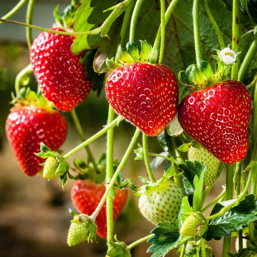 Strawberry Handstand Mega 116mm