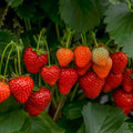 Strawberry Running Red 116mm