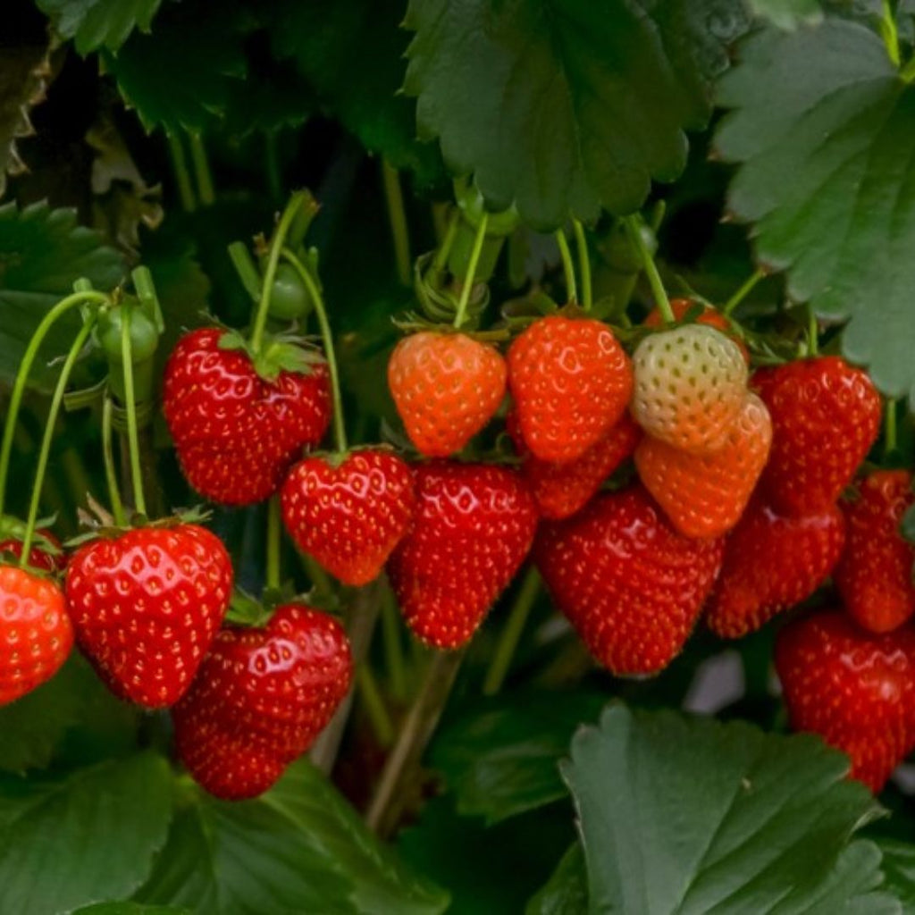 Strawberry Running Red 116mm