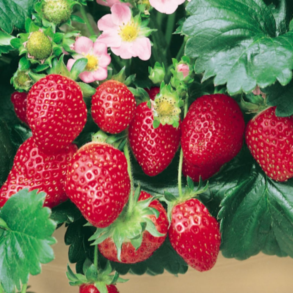 Strawberry Pink Flowering 116mm