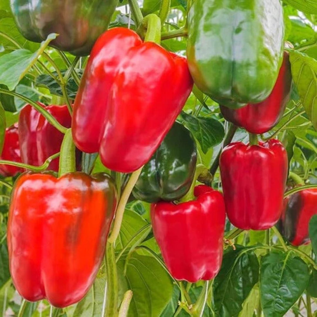 Capsicum Big Bertha 100mm