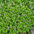 Mint Corsican 100mm