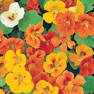 Nasturtium Baby Mix 100mm