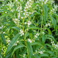 Lemon Verbena 100mm