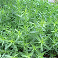 Tarragon French 100mm