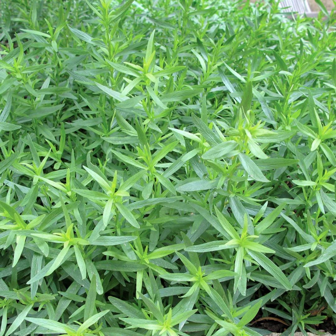 Tarragon French 100mm