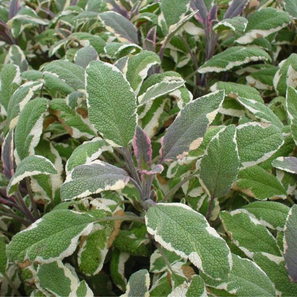 Sage Tricolour 100mm