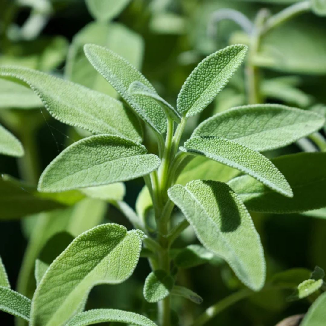 Sage 100mm 