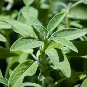 Sage 100mm 