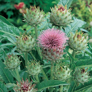 Artichoke 100mm