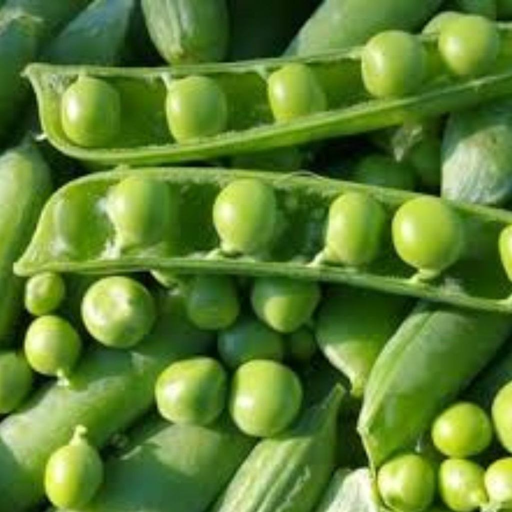Pea Garden Dwarf Punnet