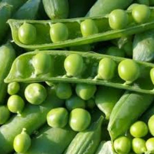 Pea Garden Dwarf Punnet