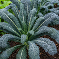 Kale Black Tuscan 100mm