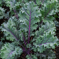 Kale Red Russian 100mm