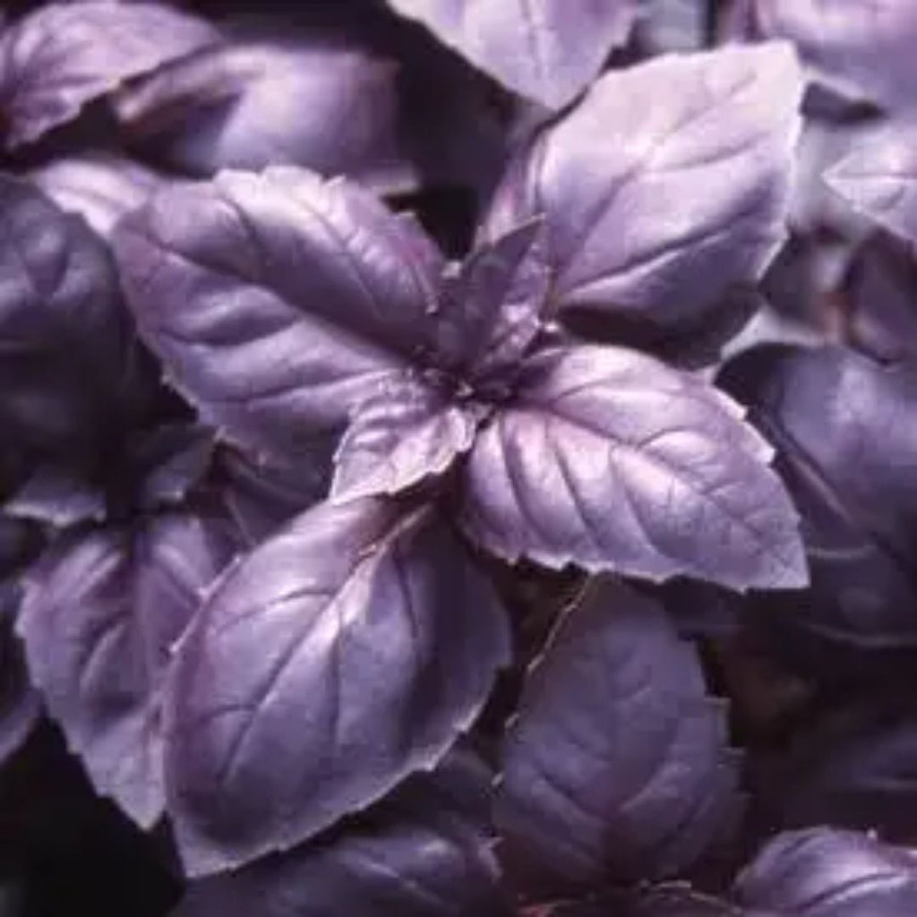Basil Red 100mm 