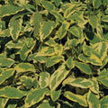 Sage Golden 100mm 