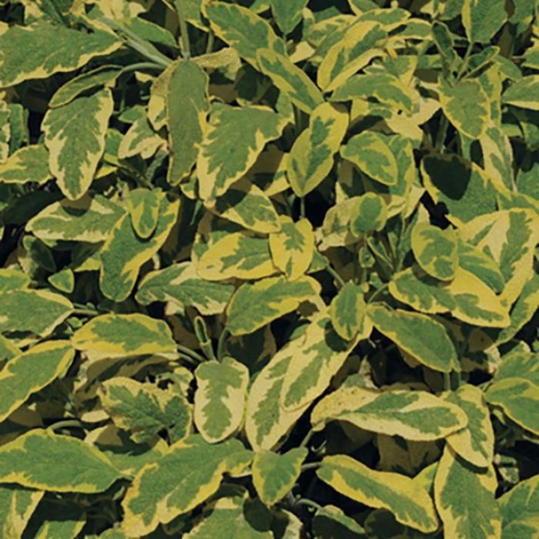 Sage Golden 100mm 
